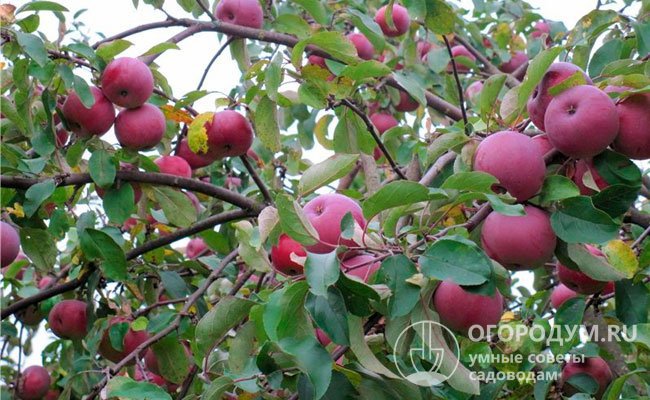 Плодоношение сосредоточено преимущественно на кольчатках – яблоки расположены на ветвях компактно