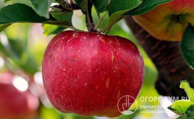 Созревают яблоки в октябре и долеживают до глубокой зимы; при нарушении условий хранения могут начать подгнивать