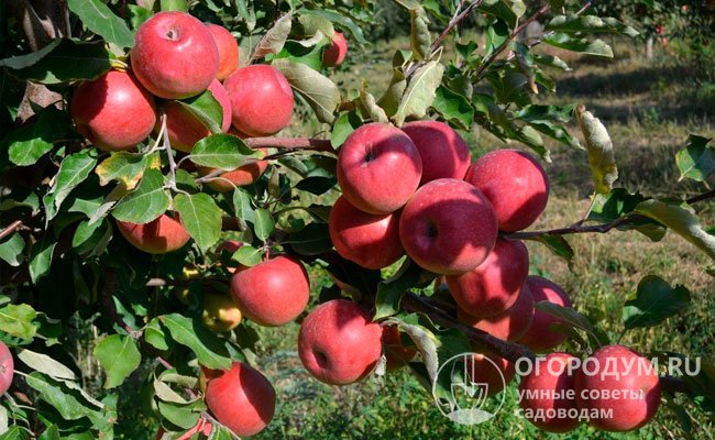 Сохранились сведения, что в 1865 г. саженцы этой яблони были привезены в окрестности будущей Алма-Аты (старое название – г. Верный) Егором Редько из Воронежской губернии