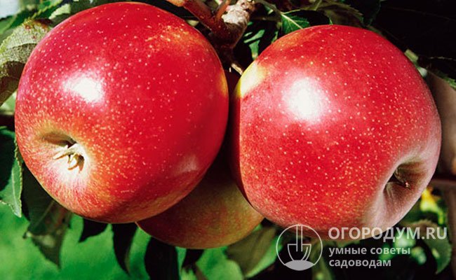 «Джонаголд Декоста» (но фото) – один из самых популярных клонов. Его плоды поспевают раньше, чем у иных разновидностей и покрыты густым темно-красным румянцем, иногда со штриховкой