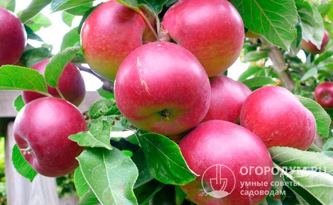 Садоводы высоко оценили сорт за красивые крупные плоды. На фото хорошо видно, что все яблоки практически одинаковых размеров