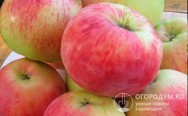 Яблоки довольно одномерны, отличаются небольшими размерами и привлекательным внешним видом