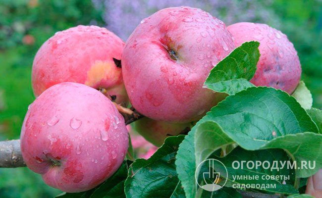 Сорт яблони «Подарок Графскому» (на фото) впечатляет крупными размерами плодов, пригодных для длительного хранения