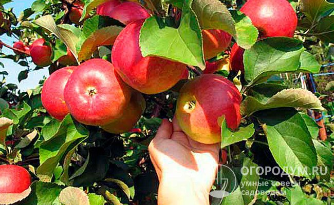 Крупные яблоки рекомендуется снимать выборочно даже недоспевшими, чтобы снизить нагрузку на ветви