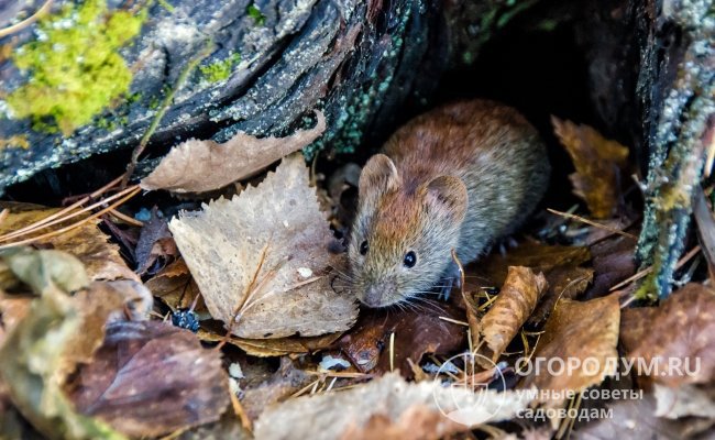 Мыши – часть естественной экосистемы, избавиться от них невозможно, поэтому садоводам приходится постоянно заниматься профилактикой или бороться с последствиями деятельности грызунов