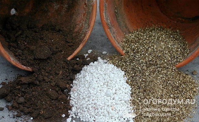 Для улучшения структуры и воздухопроницаемости в почвосмесь добавляют гранулы вермикулита или агроперлита