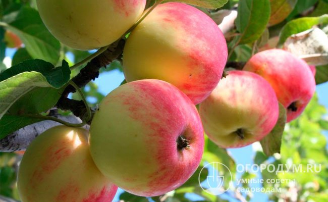 Летние яблоки, в отличие от поздних, обладают более тонкой кожицей, сочной, нежной и рыхлой мякотью