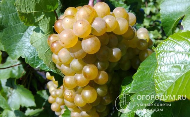 Собранный урожай отлично подходит для приготовления сока, столовых и десертных вин, а также употребления в свежем виде