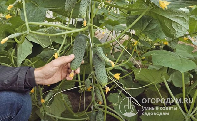 Потенциал урожайности при возделывании в защищенном грунте – до 20 кг/м
