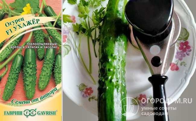 Селекционно-семеноводческая фирма «Гавриш» реализует семена как авторские, указывая, что зеленцы хорошо подходят и для употребления в свежем виде, и для засолки