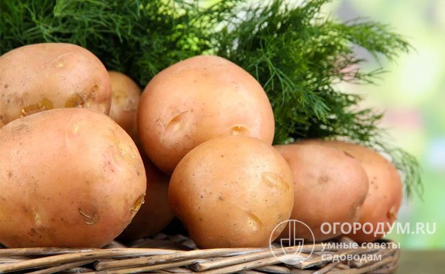 Хотите полакомиться молодой картошкой в начале лета – выбирайте ультраранние сорта, срок вегетации которых всего 40-55 дней