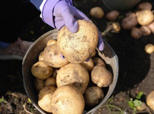 Рассыпчатые сорта картофеля