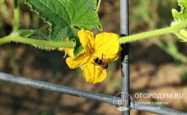 У пчелоопыляемых сортов на главном стебле расположены преимущественно мужские цветки (пустоцветы), а женские, приносящие урожай плодов, закладываются на боковых побегах