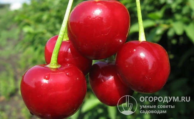 Крупные красные плоды иногда собраны в «букеты» по несколько штук