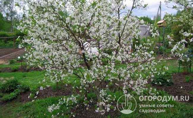 Цветение «Молодежной» в Краснодарском крае начинается в 20-х числах апреля, длится 7-8 дней