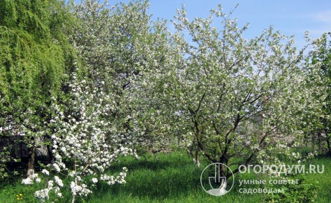 В период цветения, в середине мая, дерево обильно покрывается белыми бутонами, которые распускаются в мелкие, плоские цветки