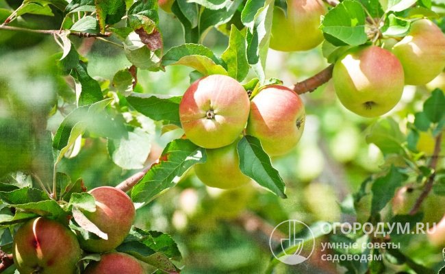 Урожай летних яблонь, как правило, не хранится дольше месяца. За это время его нужно успеть съесть либо переработать
