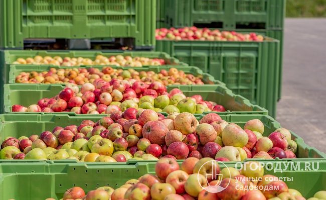 Для коммерческого выращивания, помимо урожайности, важны товарные качества и транспортабельность плодов
