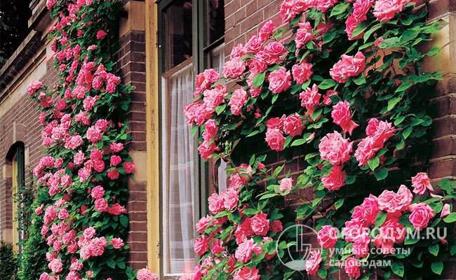 В ландшафтном дизайне «вьющиеся» розы традиционно используют для украшения стен, пергол, любых вертикальных и горизонтальных конструкций