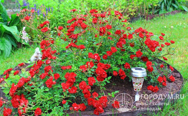 Почвопокровные розы – отличный вариант для создания коврово-мозаичных клумб и рабаток на территории загородного дома или дачи