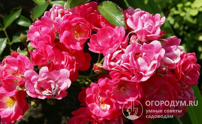 Цветы Lovely Fairy имеют насыщенную ярко-розовую окраску и слабовыраженный аромат