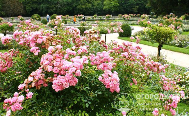 Полиантовая роза «Фейри» часто применяется в декоративном озеленении в качестве почвопокровной