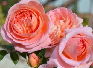 Роза «Абрахам Дерби»: описание сорта, фото и отзывы