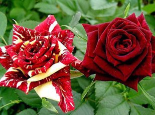 Роза «Абракадабра»: описание сорта, фото и отзывы