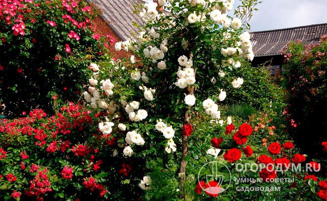 Куст прекрасно смотрится в качестве солитера, на клумбах и в розариях, хорошо сочетаясь с другими цветами насыщенной контрастной окраски