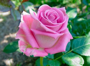 Чайно-гибридная роза «Аква»: описание сорта, фото и отзывы