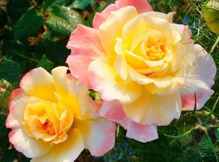 Роза «Акварель»: описание сорта, фото и отзывы