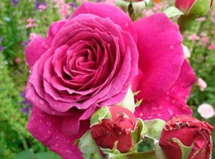 Роза «Биг Перпл»: описание сорта, фото и отзывы