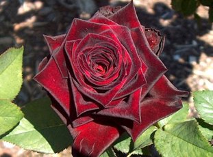 Роза «Блэк Баккара»: описание сорта, фото и отзывы