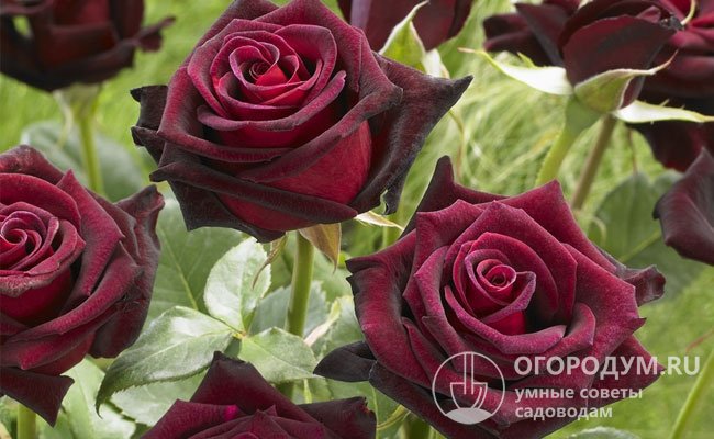 Багрово-черная роза премиум-класса «Блэк Баккара» – символ роскоши и утонченного вкуса