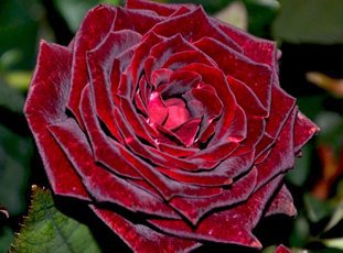 Роза «Черная магия»: описание сорта, фото и отзывы