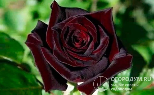 Британская роза Black Prince с элегантными выразительными цветами мерцающе-темной окраски заслуженно носит свой благородный титул