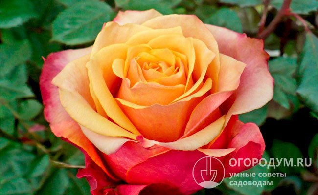 Роза «Черри Бренди» (на фото) выделяется эффектной окраской, состоящей из множества оттенков, плавно перетекающих из одного в другой