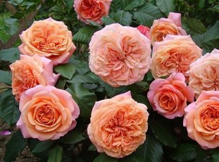 Роза «Чиппендейл»: описание сорта, фото и отзывы