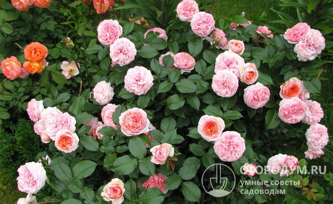 Роза «Чиппендейл» (на фото) – современный сорт с цветами «ностальгической» формы