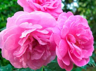 Роза «Дамасская»: описание, фото и отзывы