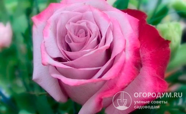 Роза «Дип Перпл» (на фото) обладает высокими декоративными качествами, цветет обильно и продолжительно на протяжении всего сезона