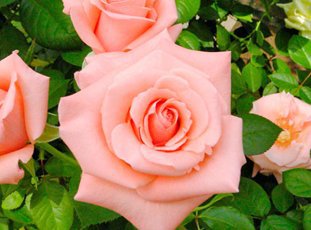 Чайно-гибридная роза «Дольче Вита»: описание сорта, фото и отзывы