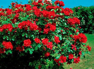 Плетистая роза «Дон Жуан»: описание сорта, фото и отзывы