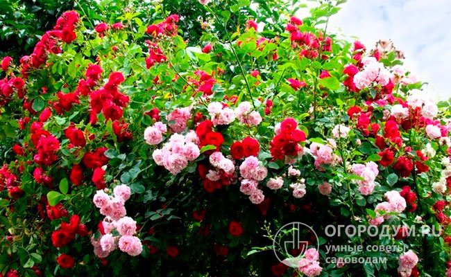 В садовом и парковом дизайне часто используют сочетания крупноцветковых плетистых роз с контрастной окраской