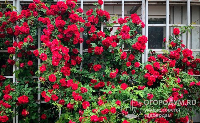 Побеги плетистой розы можно «пустить» по решетчатой стойке, закрепить на опорных колоннах беседки или широкой шпалере