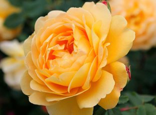 Роза «Голден Селебрейшн»: описание сорта, фото и отзывы