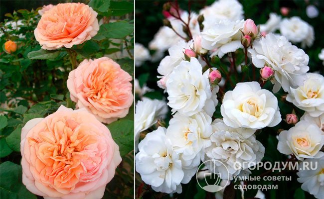 При выведении сорта в качестве родительских форм были использованы английская роза «Чарльз Остин» и флорибунда «Айсберг»