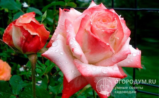На любой стадии роспуска роза «Императрица Фарах» смотрится элегантно и изысканно, как и положено настоящей императрице