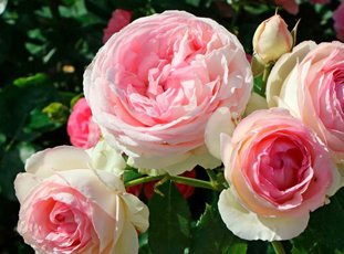 Плетистая роза «Эден Роуз»: описание, фото и отзывы