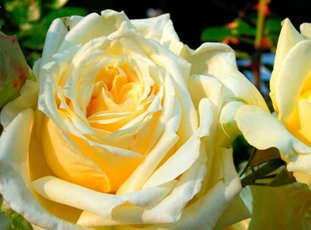 Плетистая роза «Эльф»: описание сорта, фото и отзыв